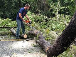 Best Tree Preservation Services  in West Brownsville, PA
