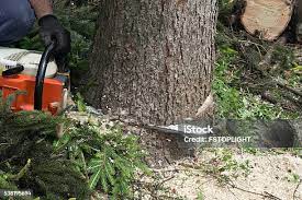 Best Commercial Tree Services  in West Brownsville, PA