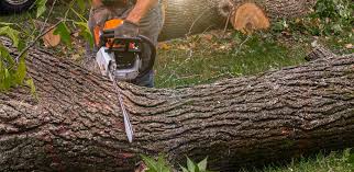 How Our Tree Care Process Works  in  West Brownsville, PA