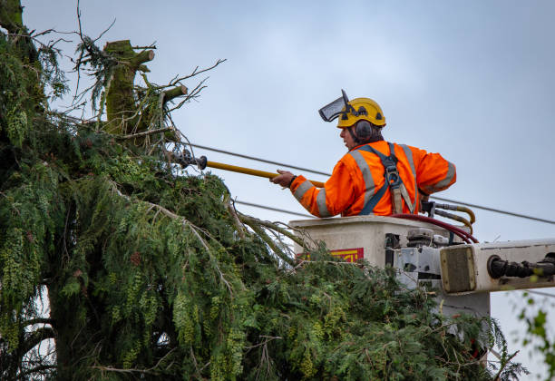 Best Tree Cabling and Bracing  in West Brownsville, PA