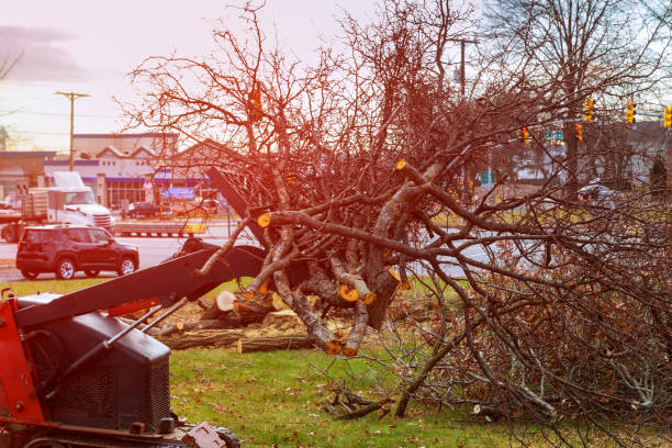 Professional Tree Care in West Brownsville, PA