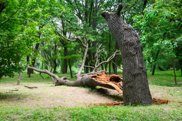 Best Stump Grinding and Removal  in West Brownsville, PA