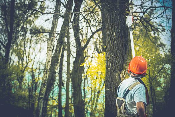Best Tree Mulching  in West Brownsville, PA